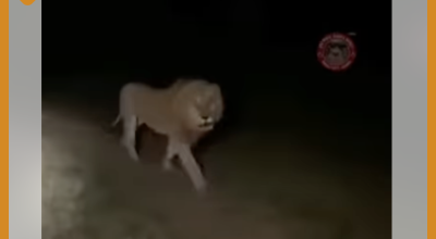 ما حقيقة ظهور أسد في الضالع