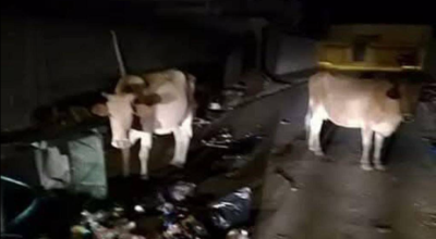 لا صحة لهروب مئتي بقرة وعبورها الحدود نحو قطاع غزة
