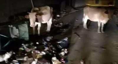 مرصد &#8220;تحقق&#8221; ينفي حقيقة دخول 200 بقرة من مستوطنات غلاف غزة إلى قطاع غزة بسبب الحرائق