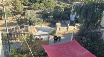 No truth to lion’s escape in town of Beit Fajjar