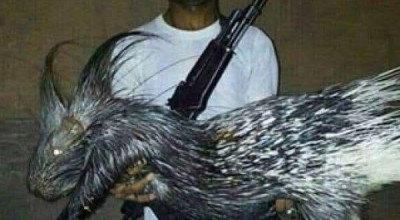 الصورة المتداولة تعود لعام 2014 وتظهر حيوان &#8220;النيص&#8221; المنتشر في اليمن