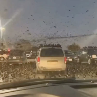 فيديو الغربان قديم وفي تكساس وليس في تل أبيب