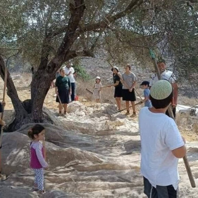 انتشار صور قديمة لقطف الزيتون مع الادعاء أنها حديثة
