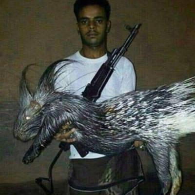 الصورة المتداولة تعود لعام 2014 وتظهر حيوان &#8220;النيص&#8221; المنتشر في اليمن