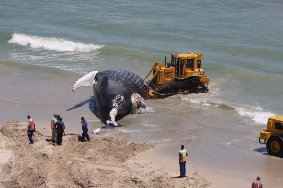 لا صحة لفيديو نفوق حوت على شاطئ المكلا