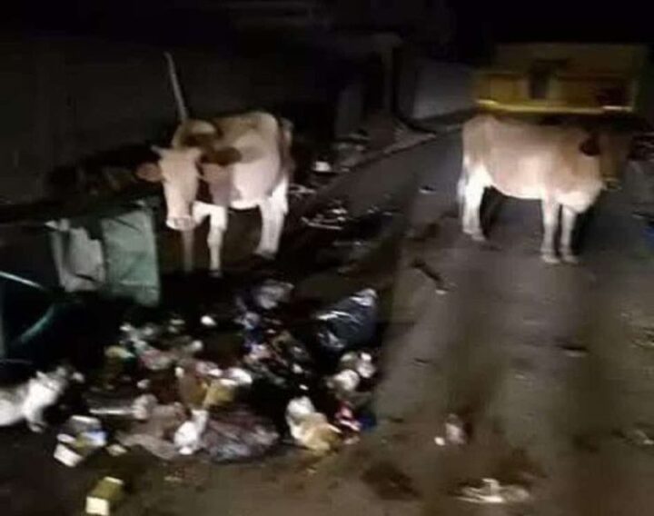 مرصد “تحقق” ينفي حقيقة دخول 200 بقرة من مستوطنات غلاف غزة إلى قطاع غزة بسبب الحرائق