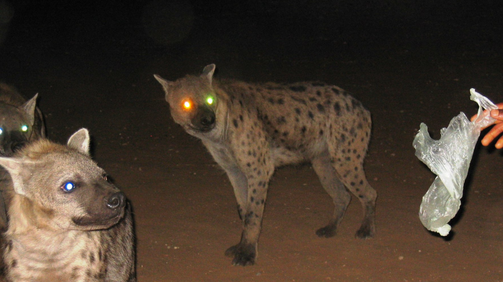 صورة ضبعة تم رصدها تتجول في دوير الشيخ سعد بريف طرطوس مضللة