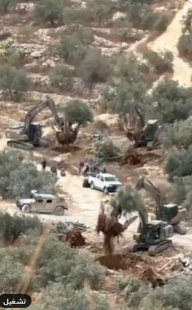 فيديو مولد بالذكاء الاصطناعي لقلع أشجار الزيتون في بيت ريما 