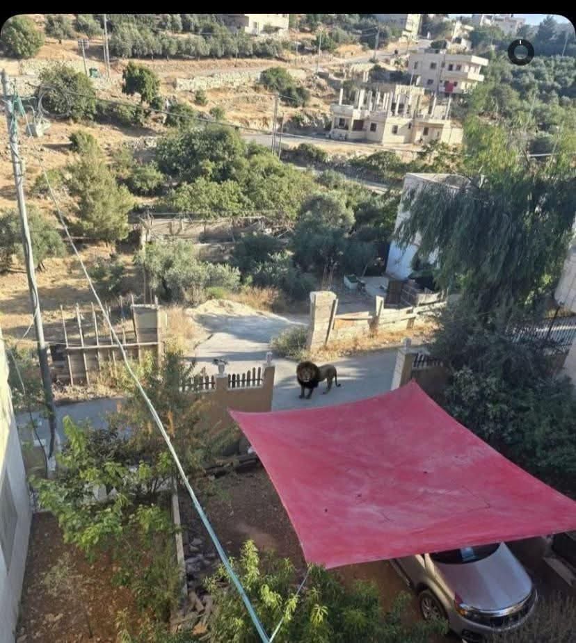 No truth to lion’s escape in town of Beit Fajjar