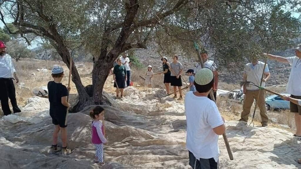 انتشار صور قديمة لقطف الزيتون مع الادعاء أنها حديثة