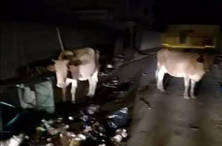 No truth to reports of two hundred cows escaping and crossing into Gaza Strip