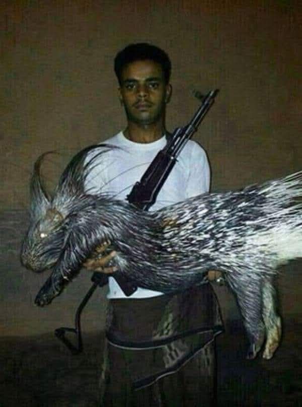 الصورة المتداولة تعود لعام 2014 وتظهر حيوان &#8220;النيص&#8221; المنتشر في اليمن